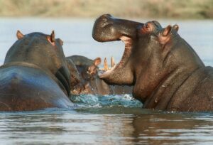 Hippopotamus in a lake