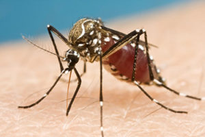 Zika mosquito