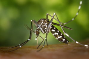 Zika Mosquito