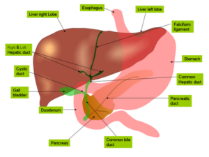 Anatomy_of_liver_and_gall_bladder