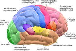 Brain Motor and Sensory Perception