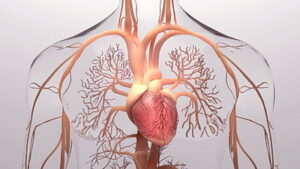 Human heart, 3d rendering, medically accurate illustration of the human heart anatomy
 with venous system