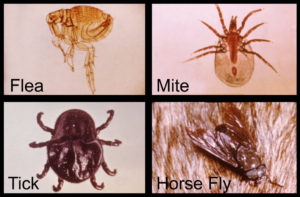 Vector Deseases are caused by insects and microorganisams