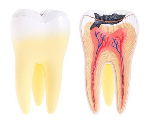 Tooth anatomy isolated on white background