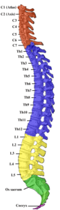 The Human Spine