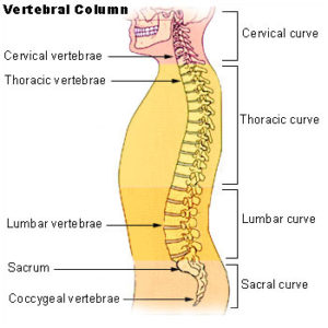 Human Spine