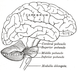 The Cerebrum Illustrative View