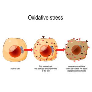 Oxidative Stress Illustration