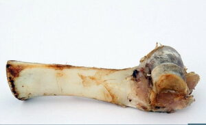 Chicken Bone