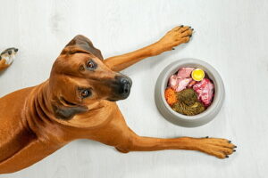 Dog with food plate