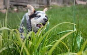 Dog on Grass