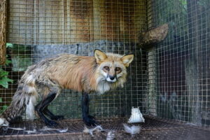 Fox in a cage