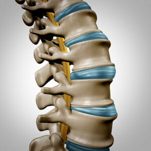 Human spine anatomy section and spinal concept as medical health care body symbol with the skeletal bone structure and intervertebral discs closeup as a 3D illustration