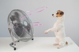 Jack russell terrier dog sits enjoying the cooling breeze from an electric fan on a white background