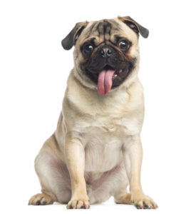 Pug, sitting and panting, 1 year old, isolated on white background