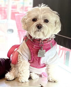 Photo of canaine Lulu with red coat